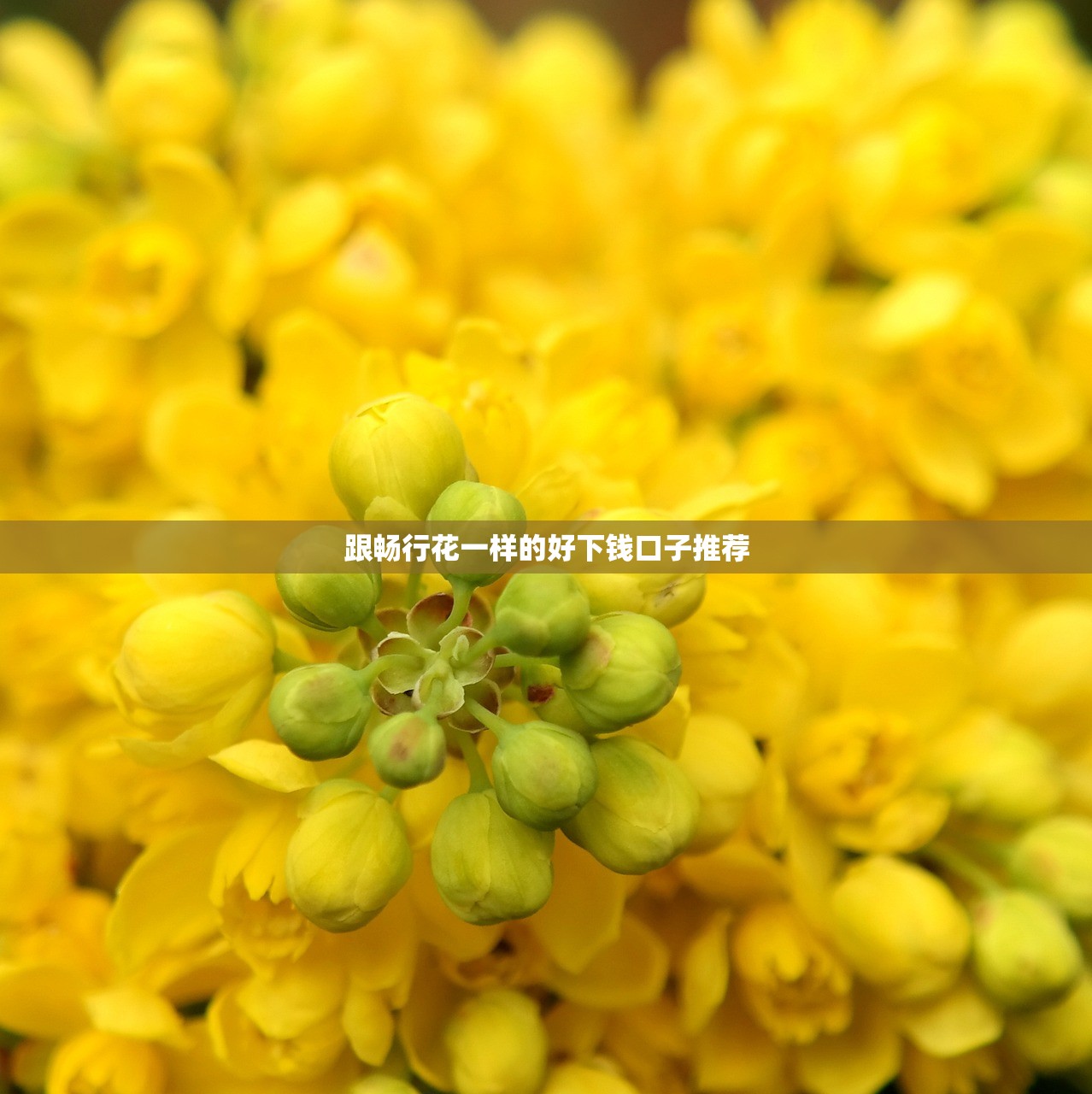 跟畅行花一样的好下钱口子推荐