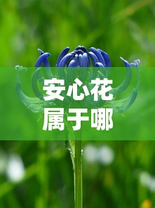 安心花属于哪个贷款平台？解析背景、资质及使用指南