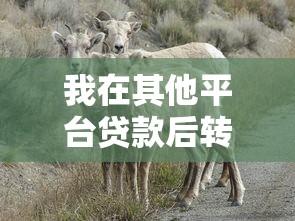 哪个口子可以秒放款？这5个渠道审核最快到账稳