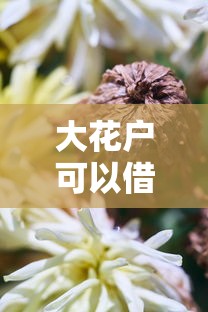 大花户可以借的小额贷有哪些？3个低门槛平台实测