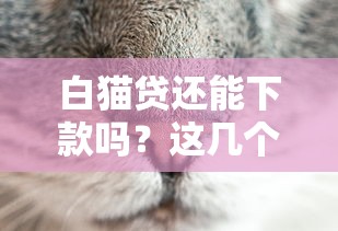 白猫贷还能下款吗？这几个细节可能被你忽略了