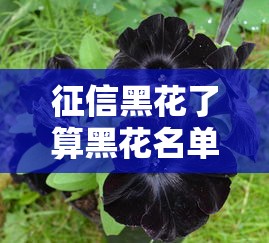 霸王花口子是哪个系列的？3分钟说清网贷产品套路