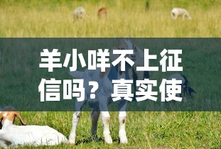 羊小咩不上征信吗？真实使用报告+替代方案盘点