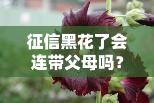 征信黑花了会连带父母吗？这些影响必须提前了解