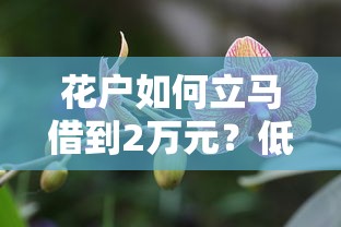 花户如何立马借到2万元？低门槛方案与真实经验分享