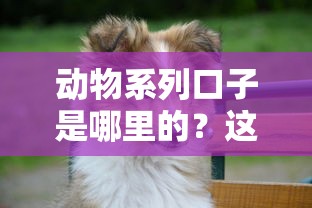 动物系列口子是哪里的？这几个平台靠谱又省心