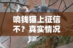 响钱猫上征信不？真实情况一文说清！