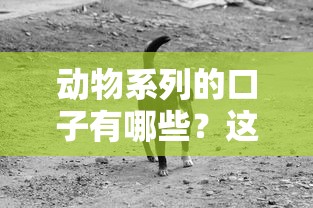 动物系列的口子有哪些？这3个平台更靠谱？