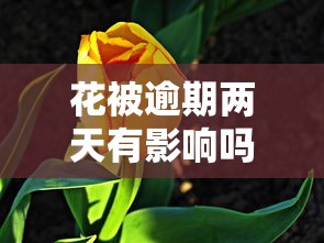 花被逾期两天有影响吗？哎，这些后果你可能没想到