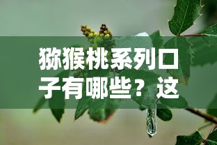 猕猴桃系列口子有哪些？这5款真实测评帮你避坑