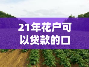 21年花户可以贷款的口子有哪些？实测这几个平台还能下款