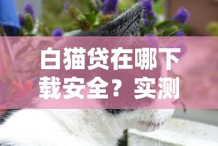 白猫贷在哪下载安全？实测5个正规渠道防踩坑