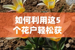 如何利用这5个花户轻松获取高额网贷口子？详细攻略解析