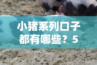 小猪系列口子都有哪些？5个靠谱推荐和避坑指南