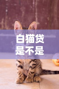 白猫贷是不是真的可以下款？实测体验+避坑指南来啦