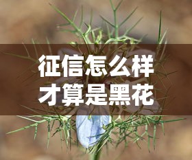 征信怎么样才算是黑花了呢？这5种情况千万别碰