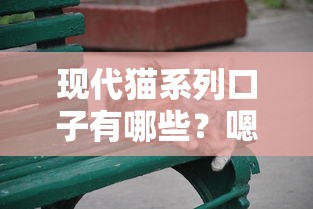 现代猫系列口子有哪些？嗯，原来这几个平台更靠谱！
