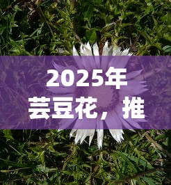 2025年芸豆花，推荐5个微信里可以借钱的平台