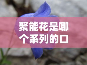 聚能花是哪个系列的口子？这几点细节必须提前了解