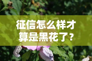 征信怎么样才算是黑花了？这3种情况必须警惕