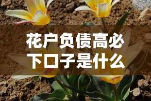 花户负债高必下口子是什么？这5个真实思路让你少走弯路