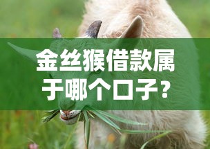 金丝猴借款属于哪个口子？真实评测+常见问题解答