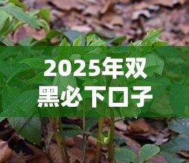 2025年双黑必下口子？试试这五个类似易开花的贷款平台