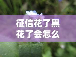 征信花了黑花了会怎么样？看完这5个后果你就懂