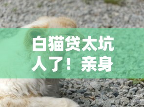 白猫贷太坑人了！亲身经历告诉你这些网贷套路要避开