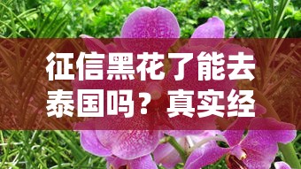 征信黑花了能去泰国吗？真实经历告诉你答案！