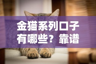 金猫系列口子有哪些？靠谱吗？实测推荐这几种方案