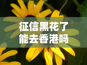 征信黑花了能去香港吗现在？这几点必须提前了解