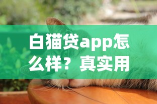 白猫贷app怎么样？真实用户测评+同类产品对比