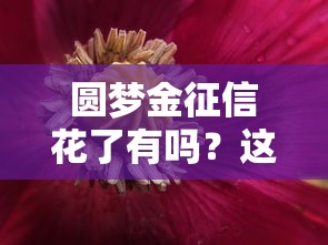 圆梦金征信花了有吗？这3个细节千万要注意