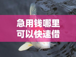 急用钱哪里可以快速借到（最新发布！）5个锦鲤花借款一样的平台